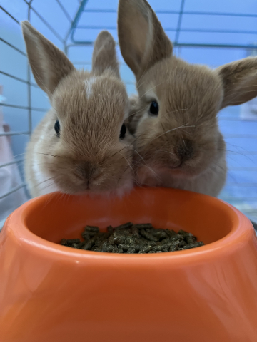 more pictures of bunnies